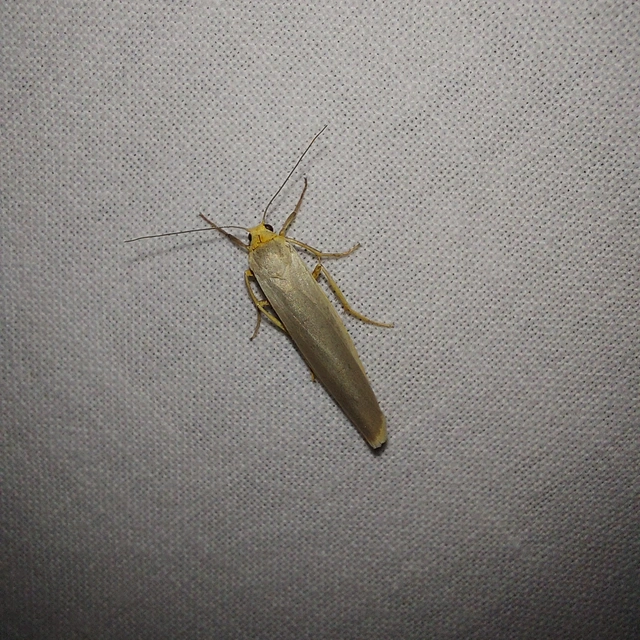 Eilema complana - közönséges zuzmószövő