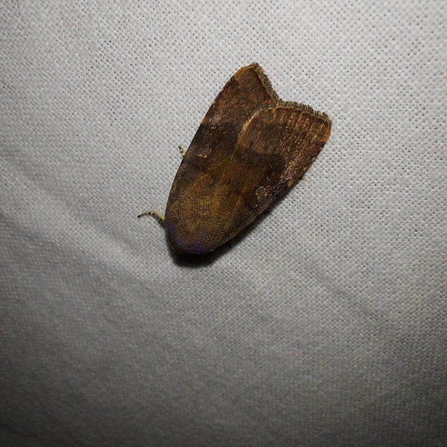 Noctua janthe/janthina