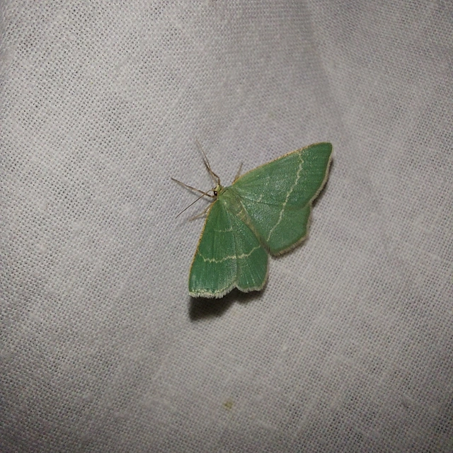 Chlorissa cloraria - sárgászöld araszoló
