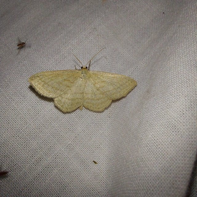 Scopula virgulata - vesszős sávosaraszoló