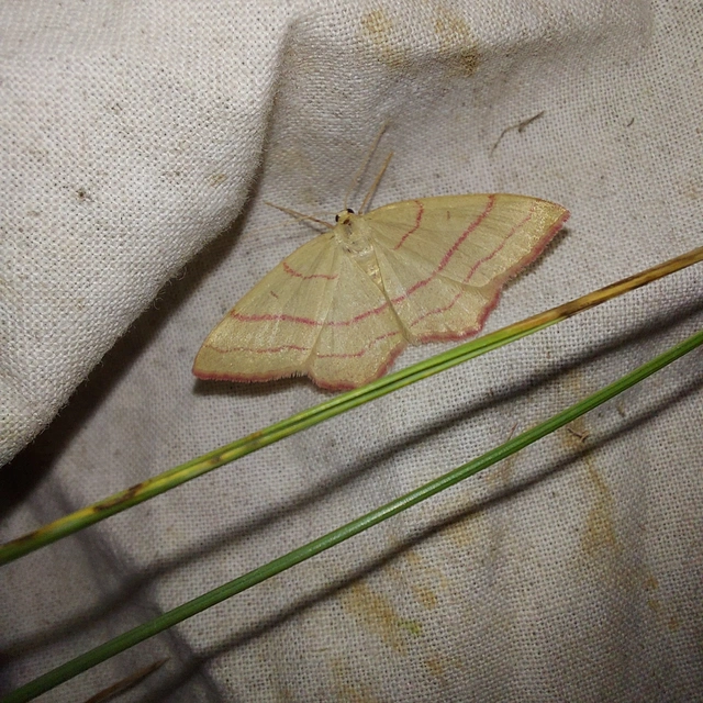 Rhodostrophia vibicaria - pirosszélű araszoló