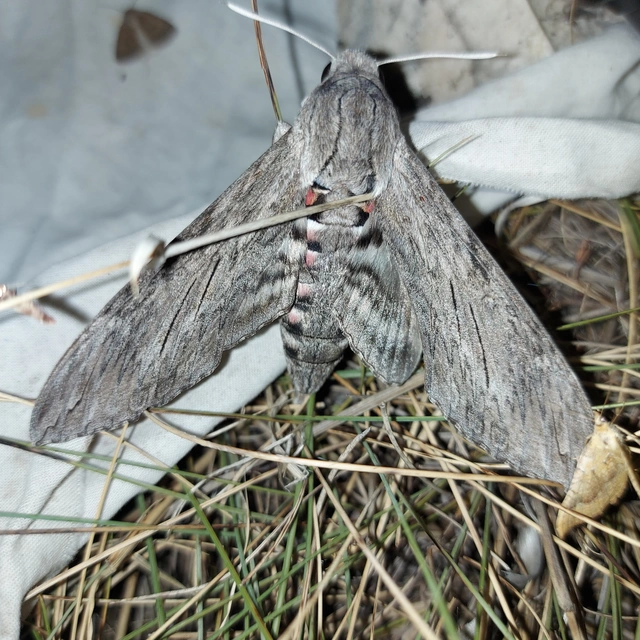 Agrius convolvuli - szulákszender