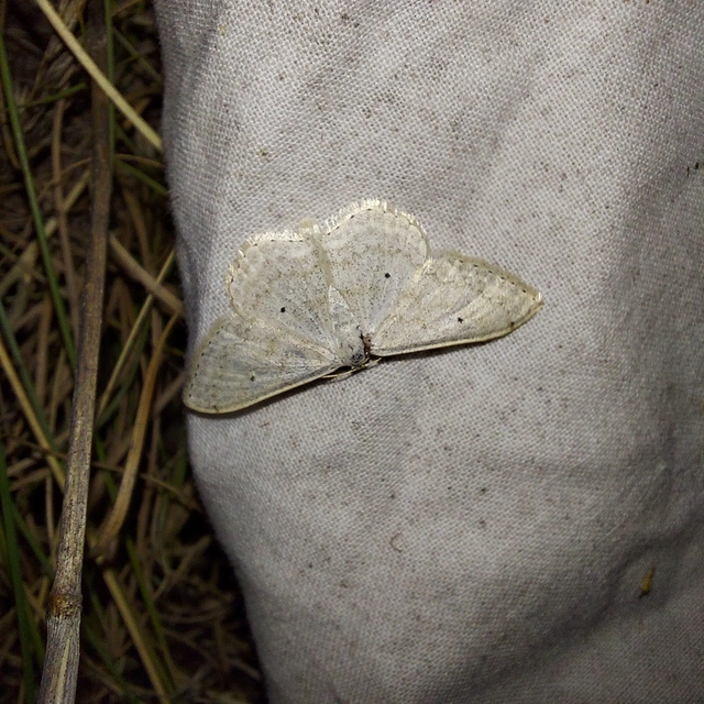 Scopula incanata - hamvas sávosaraszoló