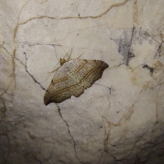 Laspeyria flexula - zuzmóbagoly