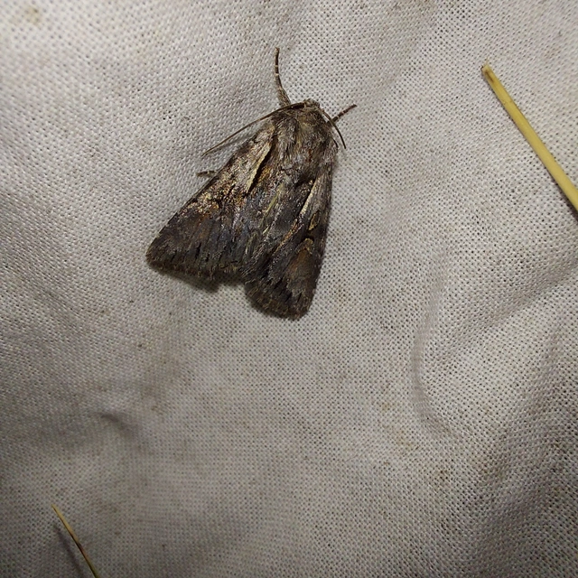 Chloantha hyperici - orbáncfű-sugarasbagoly