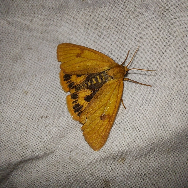 Diacrisia sannio - vörösszélű medvelepke