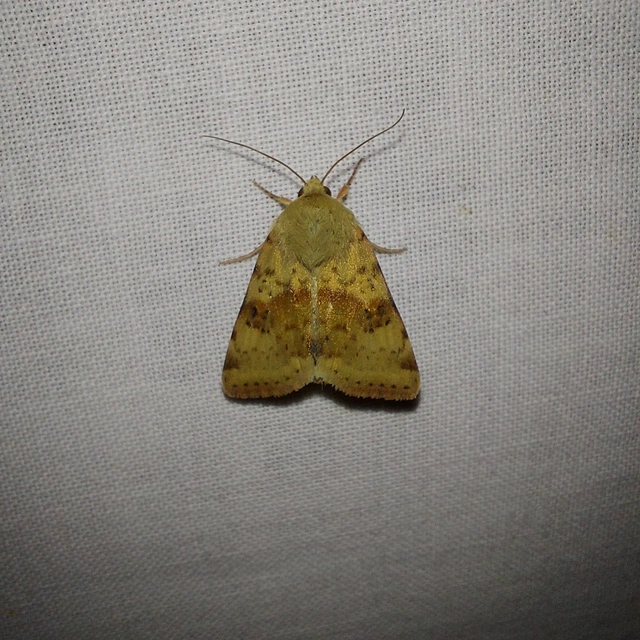 Heliothis viriplaca - mácsonyabagoly