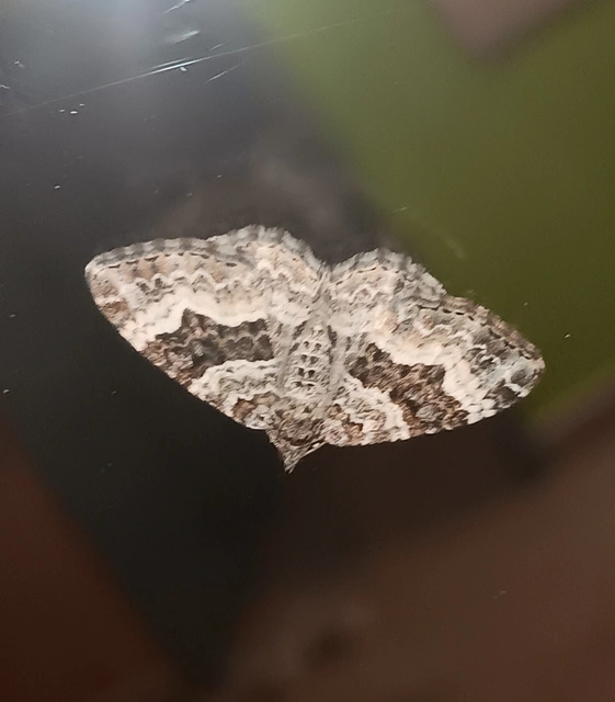 Epirrhoe alternata - galaj-tarkaaraszoló
