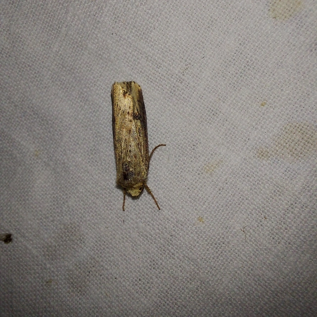 Axylia putris - vonalkás földibagoly