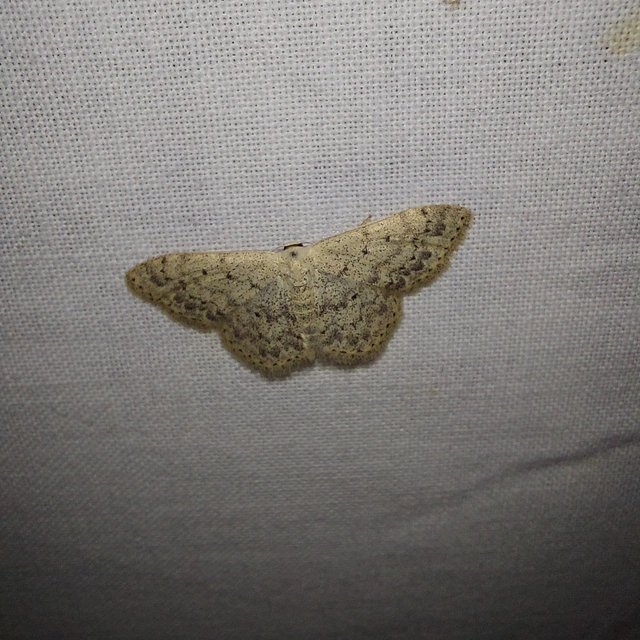 Scopula marginepunctata - pettyes sávosaraszoló