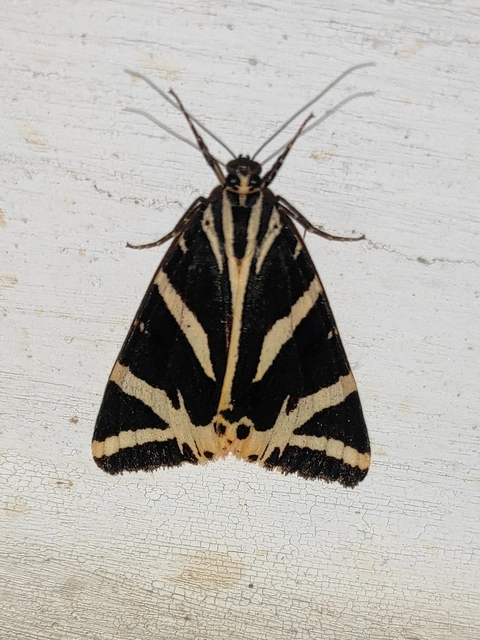 Euplagia quadripunctaria - csíkos medvelepke