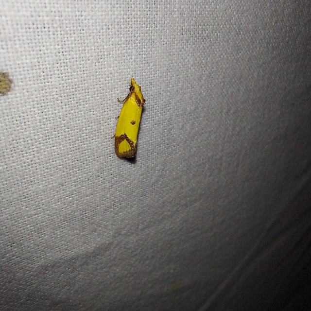 Agapeta zoegana - barnacsíkos sárgamoly