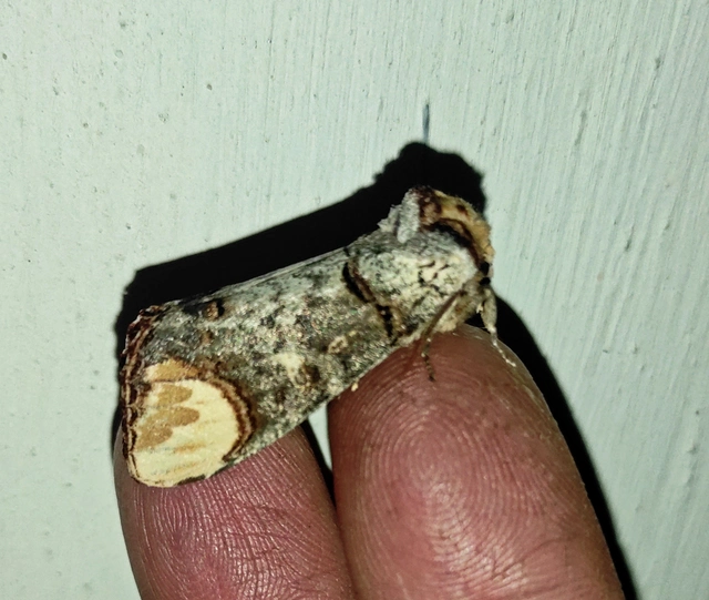 Phalera bucephala - sárgafoltos púposszövő