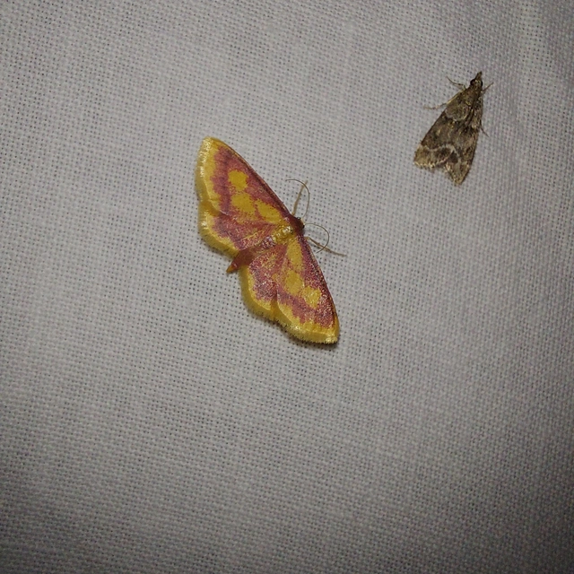 Idaea muricata - mocsári pirosaraszoló