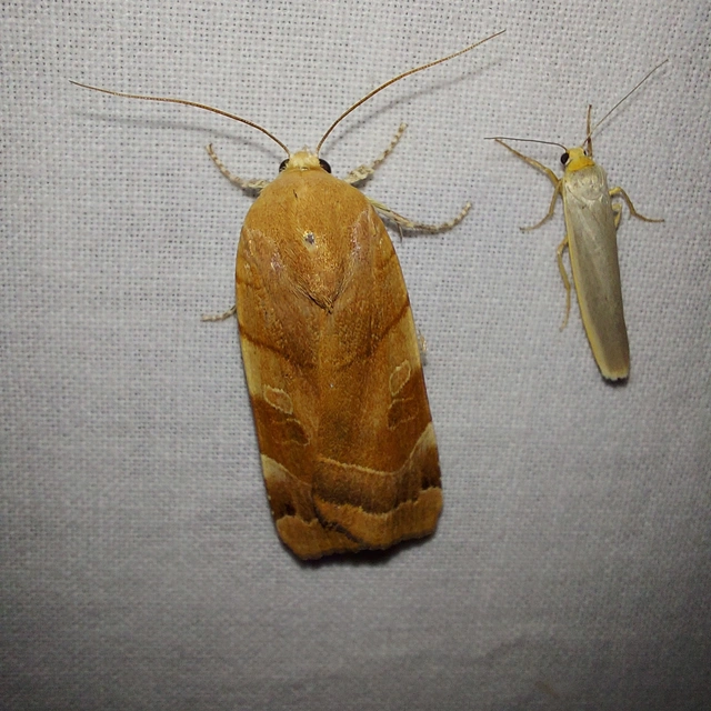 Noctua fimbriata - szélessávú sárgafűbagoly
