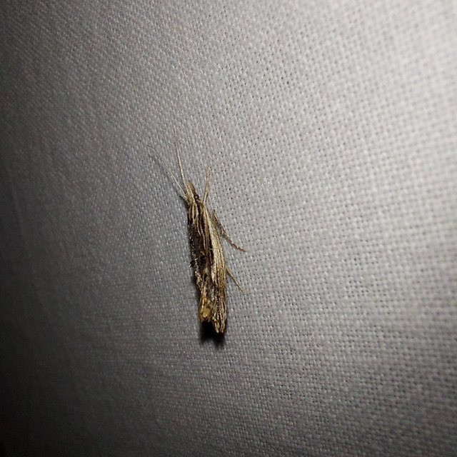 Ypsolopha scabrella - körtelevél-tarkamoly