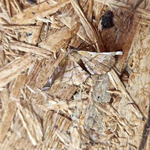 Apeira syringaria - orgona-araszoló