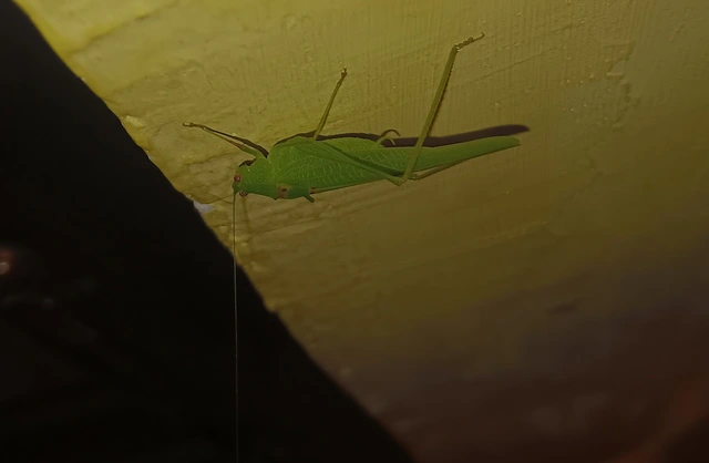 Phaneroptera