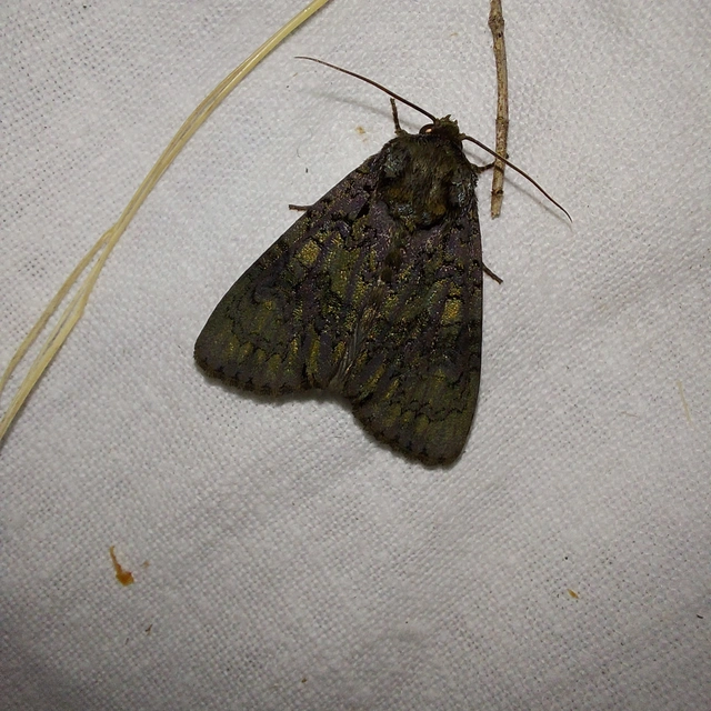 Craniophora ligustri - fagyalbagoly