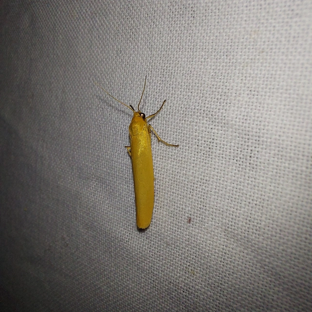 Eilema lutarella - narancsszínű zuzmószövő