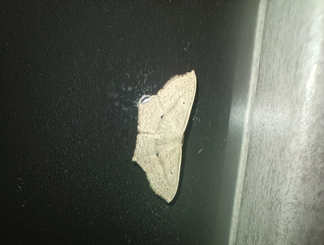 Scopula flaccidaria - alföldi sávosaraszoló