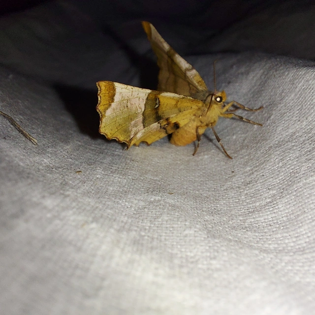 Selenia tetralunaria - négyfoltos holdasaraszoló