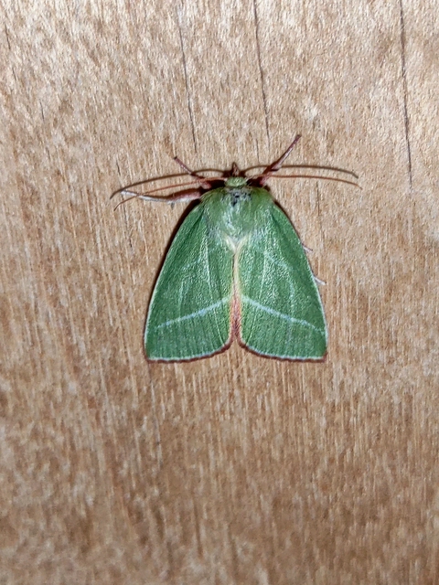 Pseudoips prasinana - bükkfa-zöldbagoly