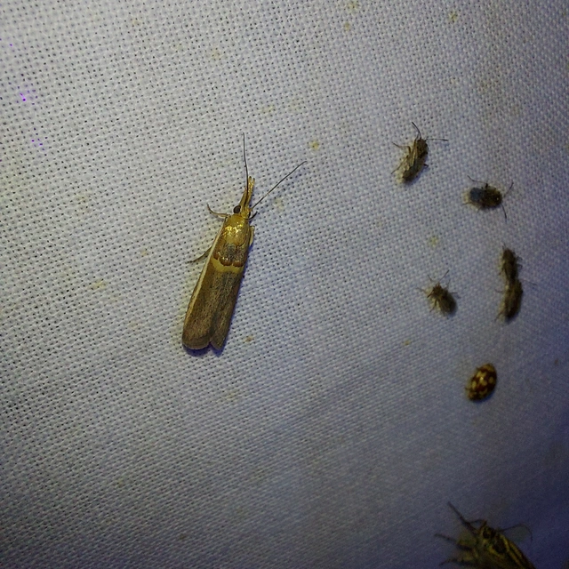 Etiella zinckenella - akácmoly
