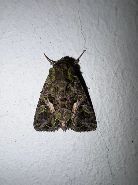 Trachea atriplicis - nyári zöldbagoly