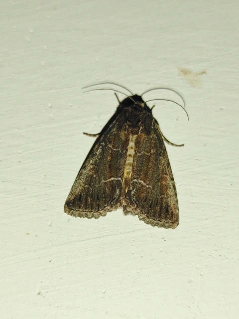 Thalpophila matura - fakó erdeibagoly