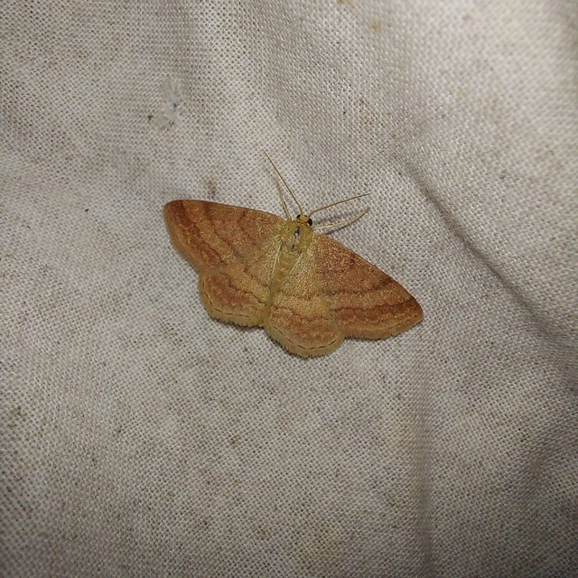 Scopula rubiginata - réti pirosaraszoló