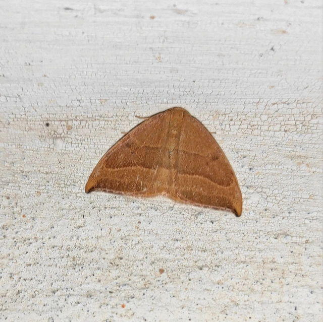 Watsonalla cultraria - bükkfa-sarlósszövő