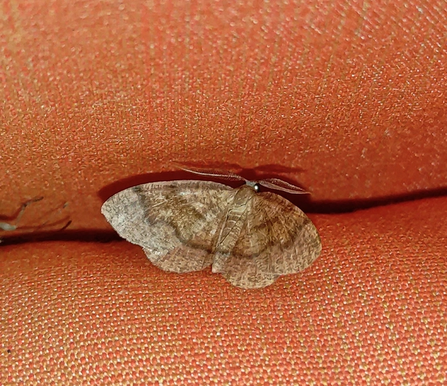 Plagodis pulveraria - szemcsés araszoló