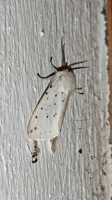 Spilosoma lubricipedum - tejszínű medvelepke