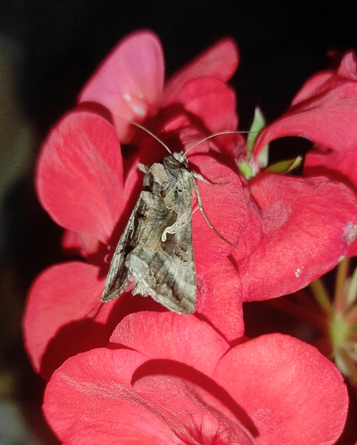 Autographa gamma - gammalepke
