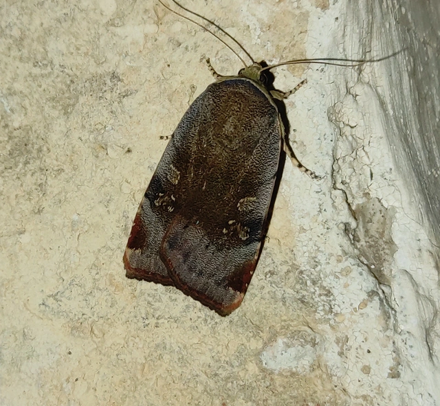 Noctua janthe/janthina