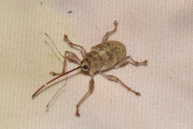 Curculio elephas - gesztenyezsuzsóka