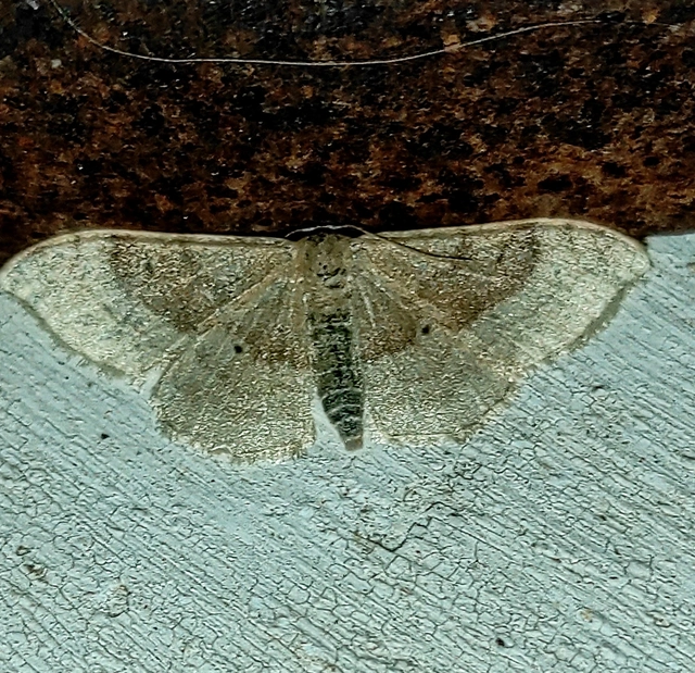 Idaea degeneraria - barnasávos araszoló