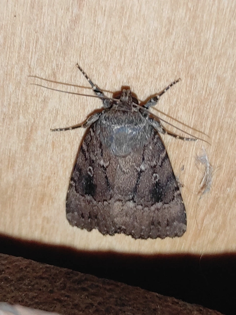 Amphipyra berbera/pyramidea