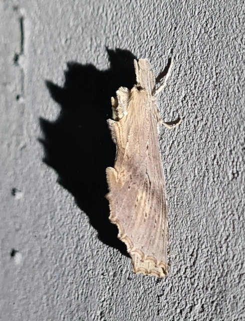 Pterostoma palpina - csőrös púposszövő