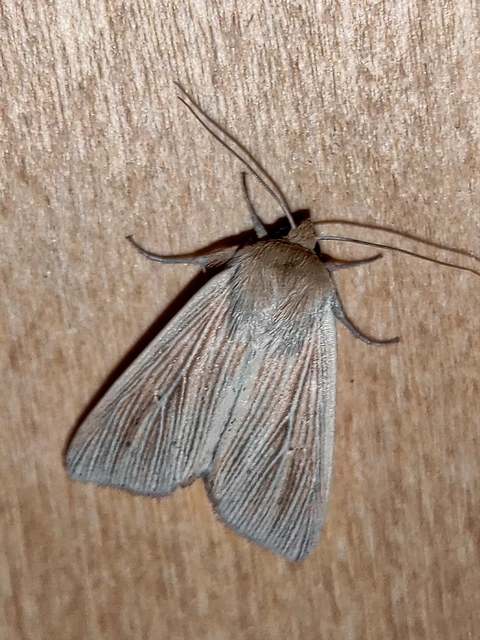 Mythimna pallens/impura/straminea
