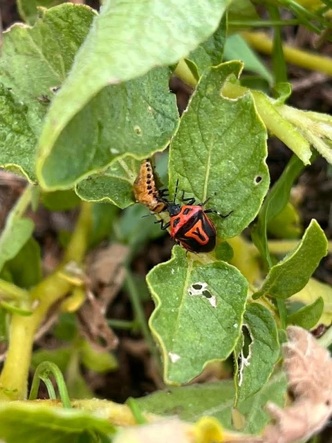 Perillus bioculatus