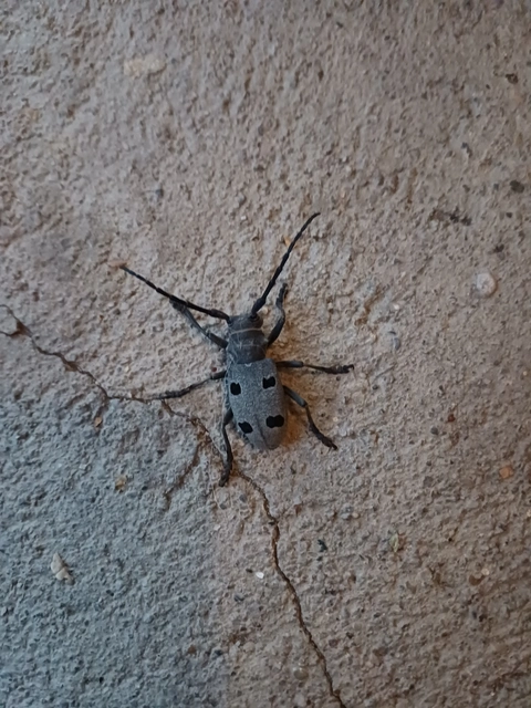 Morimus asper funereus - gyászcincér
