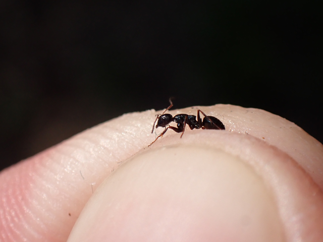 Camponotus atricolor - nyerges lóhangya
