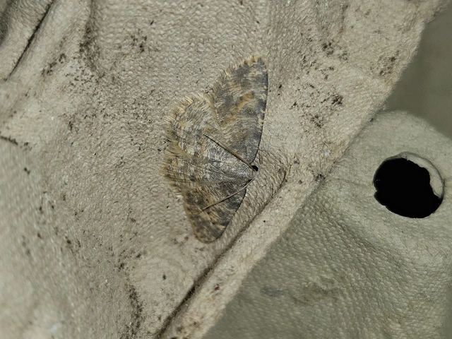 Charissa variegata - tarka sziklaaraszoló