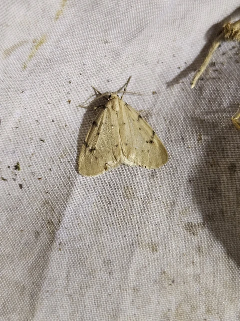 Paidia rica - májmoha-medvelepke