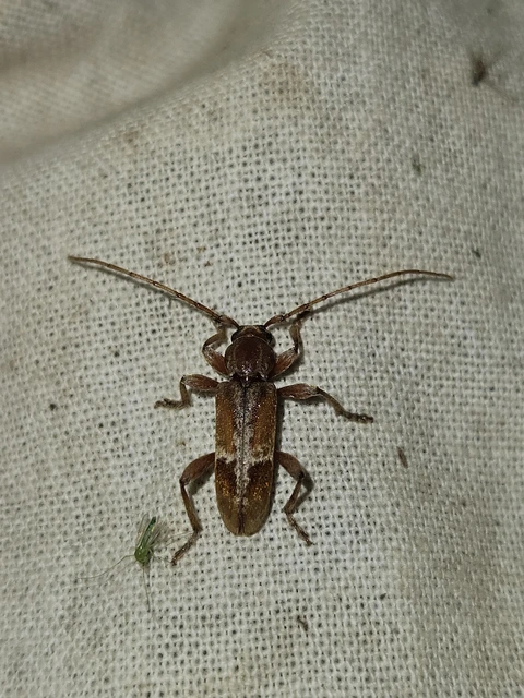 Trichoferus pallidus - sápadt éjicincér
