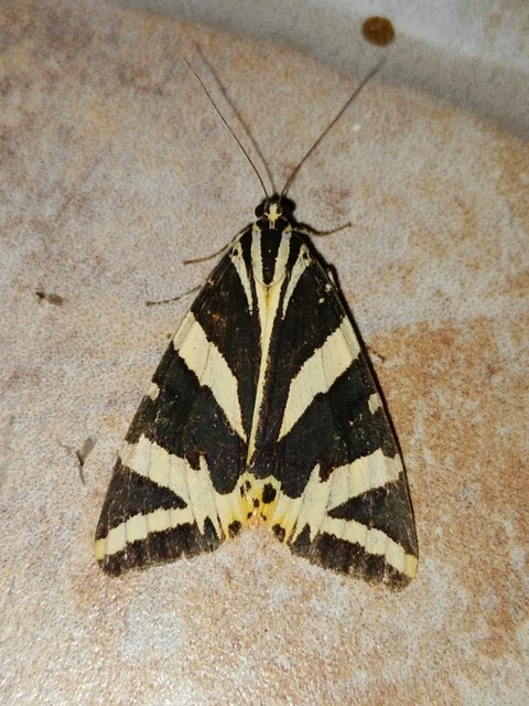 Euplagia quadripunctaria - csíkos medvelepke
