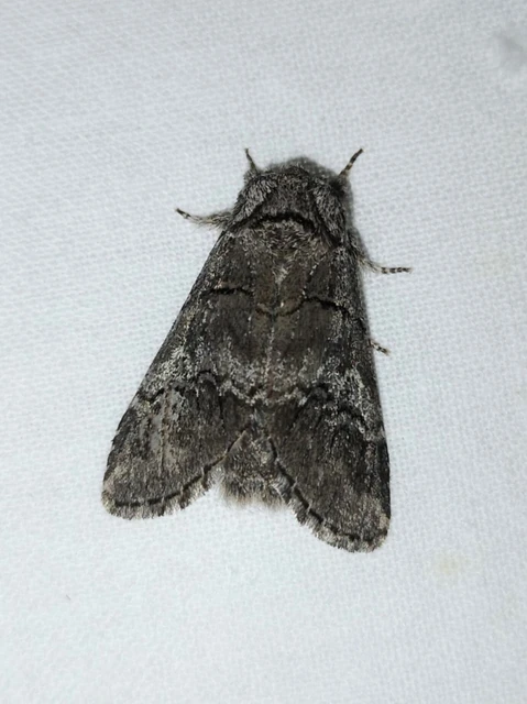 Drymonia querna - tölgyfa-púposszövő