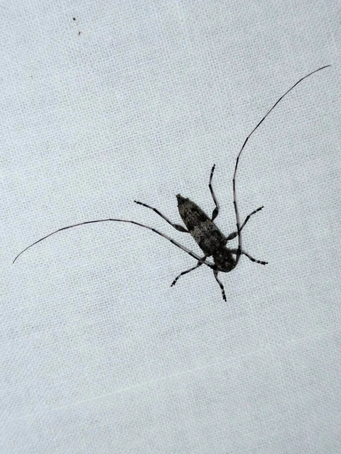 Acanthocinus griseus - szürke daliáscincér